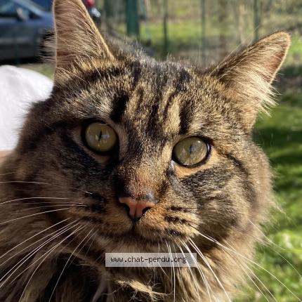 Photo 1/4 Found cat Found in Aubergenville