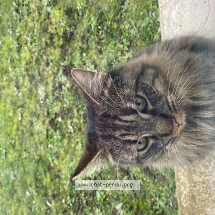 Photo 2/4 Found cat Found in Aubergenville