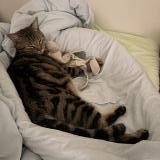 Picture of cat lost at Lectoure