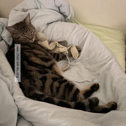 Photo 1/2 Johnny-choukry Chat lost in Lectoure