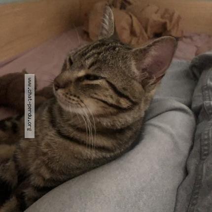 Photo 2/2 Johnny-choukry Chat lost in Lectoure