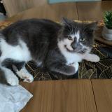 Picture of cat lost at Athis De L Orne