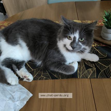 Photo 1/1 Aston Chat lost in Athis de l orne