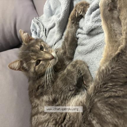 Photo 1/1 TITOU Chat lost in Nice