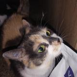 Picture of cat lost at Mulhouse