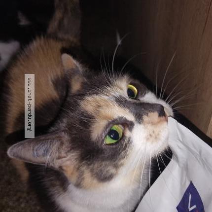 Photo 1/1 Lolotte Chat lost in Mulhouse