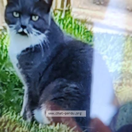 Photo 1/1 Found cat Found in Tours