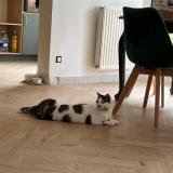 Picture of cat lost at Eysines