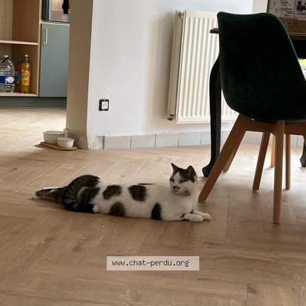 Photo 1/1 Touma Chat lost in Eysines