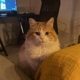 Picture of cat lost at Saint Gilles