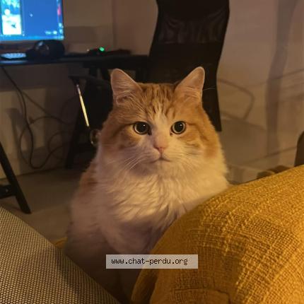 Photo 1/1 Willy Chat lost in Saint gilles