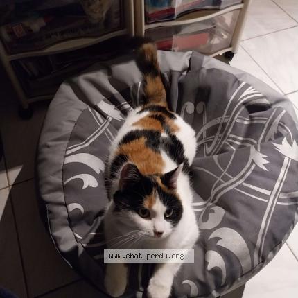 Photo 1/3 Yoko Chat lost in Batilly en gatinais