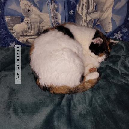 Photo 2/3 Yoko Chat lost in Batilly en gatinais