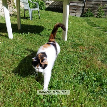 Photo 3/3 Yoko Chat lost in Batilly en gatinais