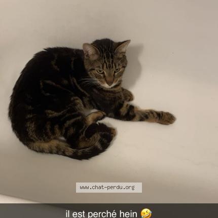 Photo 1/1 Cat reunited Lost in Saint jean le blanc