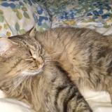 Picture of cat lost at Ploemeur