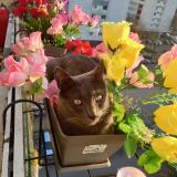 Picture of cat lost at Clichy Sous Bois
