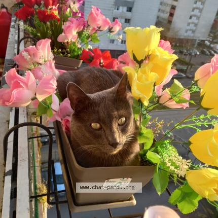 Photo 1/3 Minouche Chat lost in Clichy sous bois