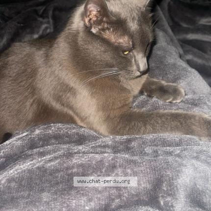 Photo 3/3 Minouche Chat lost in Clichy sous bois