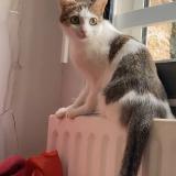 Picture of cat lost at Toulouse