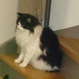 Picture of cat lost at La Turballe