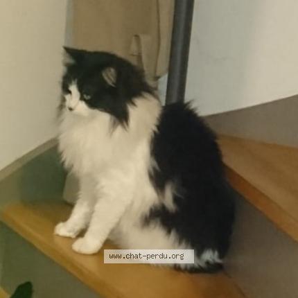 Photo 1/1 CLUTCH Chat lost in La turballe