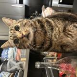 Picture of cat lost at Brive La Gaillarde