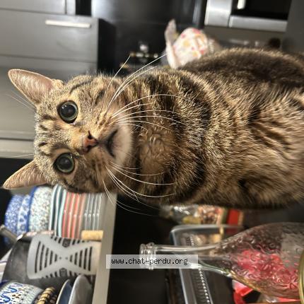 Photo 1/1 Tyrion Chat lost in Brive la gaillarde