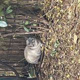 Picture of cat lost at Draguignan