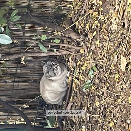 Photo 1/1 Louna Chat lost in Draguignan