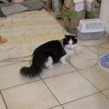 Picture of cat found at Saint Cheron