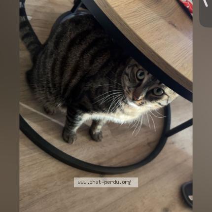 Photo 1/1 Cat reunited Lost in Orvault