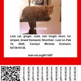 Picture of cat lost at Dayton