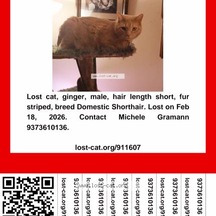 Photo 1/1 Meast Chat lost in Dayton