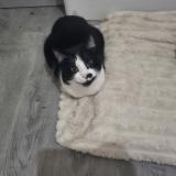 Picture of cat lost at Doue En Anjou