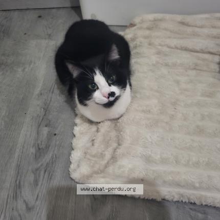 Photo 1/1 Luna Chat lost in Doue en anjou