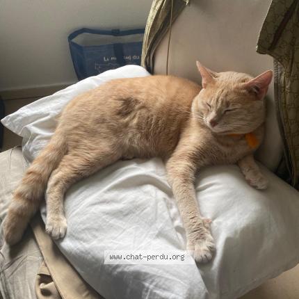 Photo 1/1 Katoul Chat lost in Coron