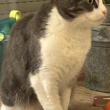 Picture of cat lost at Sceaux