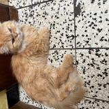 Picture of cat lost at Houdeng Aimeries