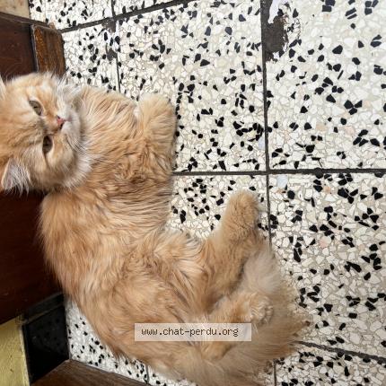 Photo 1/1 Snowbelle Chat lost in Houdeng aimeries