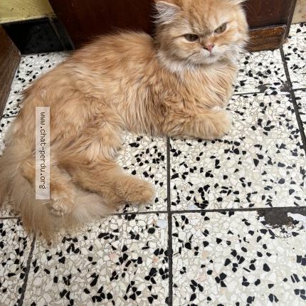 Foto 1/1 Snowbelle Kat vermist in Houdeng Aimeries