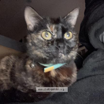 Photo 1/1 Cat reunited Lost in Issus