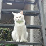 Picture of cat lost at Ciudad De Mexico