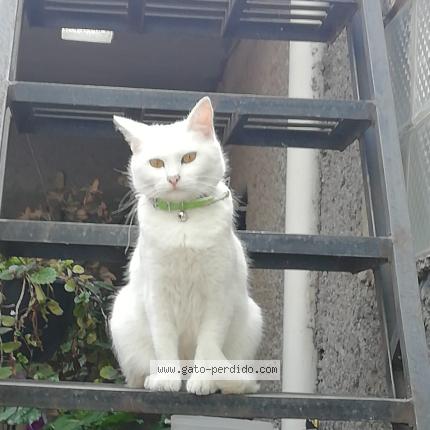 Photo 1/1 Kitty Chat lost in Ciudad de mexico