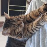 Picture of cat lost at Varennes Sur Seine