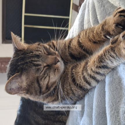 Photo 1/1 Ipolyte Chat lost in Varennes sur seine