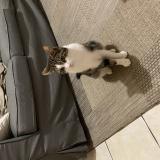 Picture of cat lost at Conflans