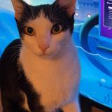 Picture of cat lost at Bessemer