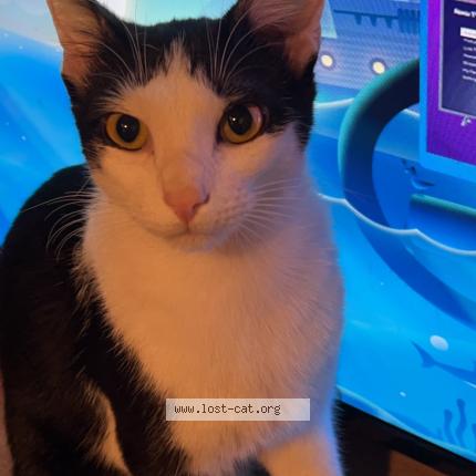 Photo 1/1 Zeus Chat lost in Bessemer