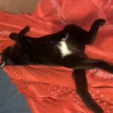 Picture of cat lost at Beauregard Et Bassac